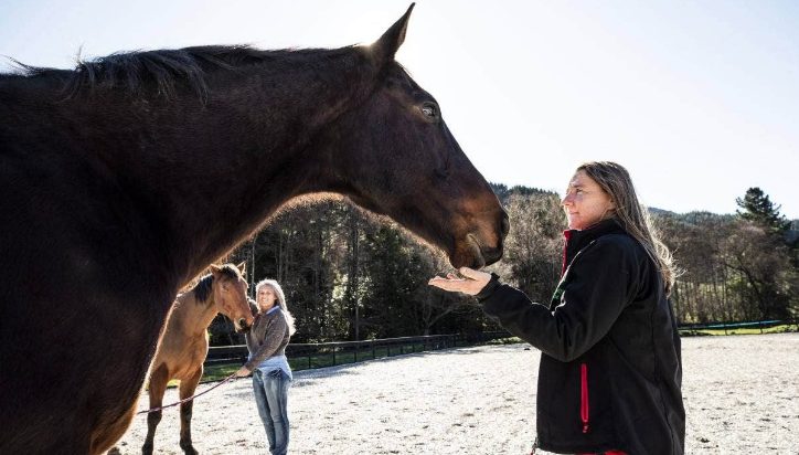 Meeting a horse at Serendipity Equine
