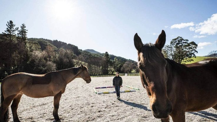 The paddock at Serendipity Equine