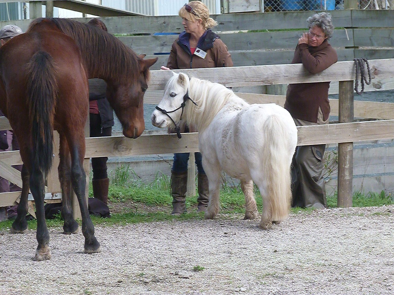 Horses meeting in the arena at Serendipity Equine
